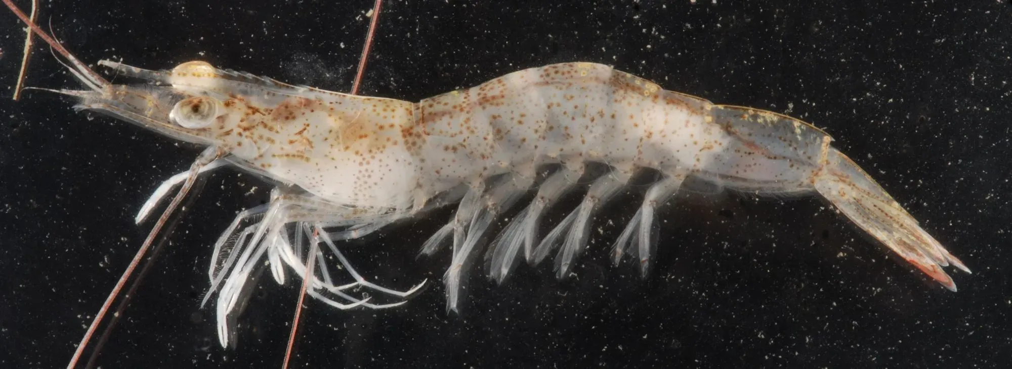 White shrimp are found in the Atlantic ocean near New York and Florida.
