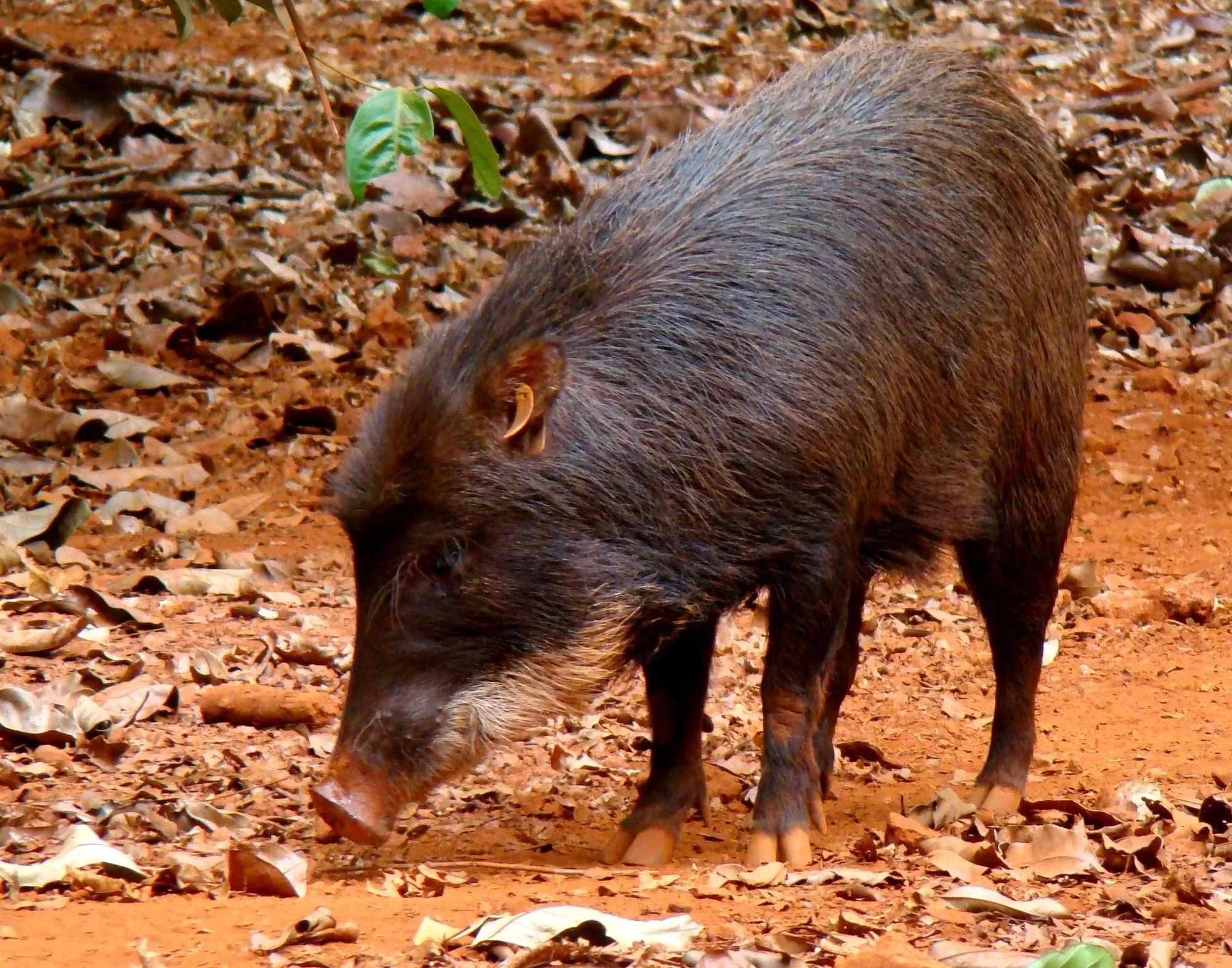 White-lipped peccaries have a gestation period of 162 days.