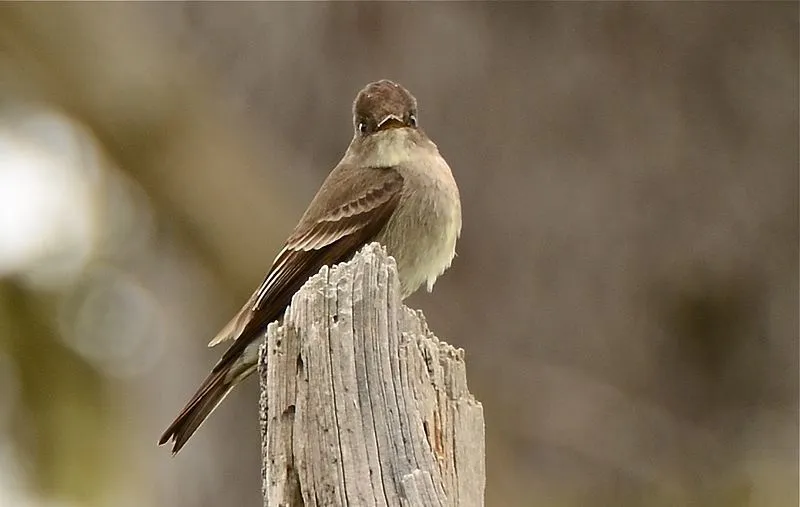 The Western wood pewee is a small to medium-sized bird and their nest site may involve chasing through treetops.