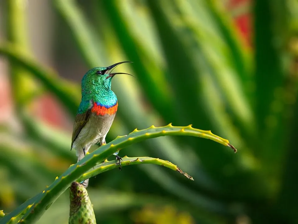 Discover amazing sunbird facts about their diet and how to attract them