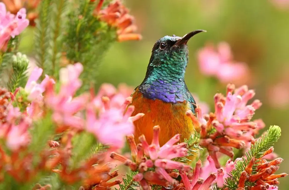 Read detailed information and facts about the sunbird and its habitat.