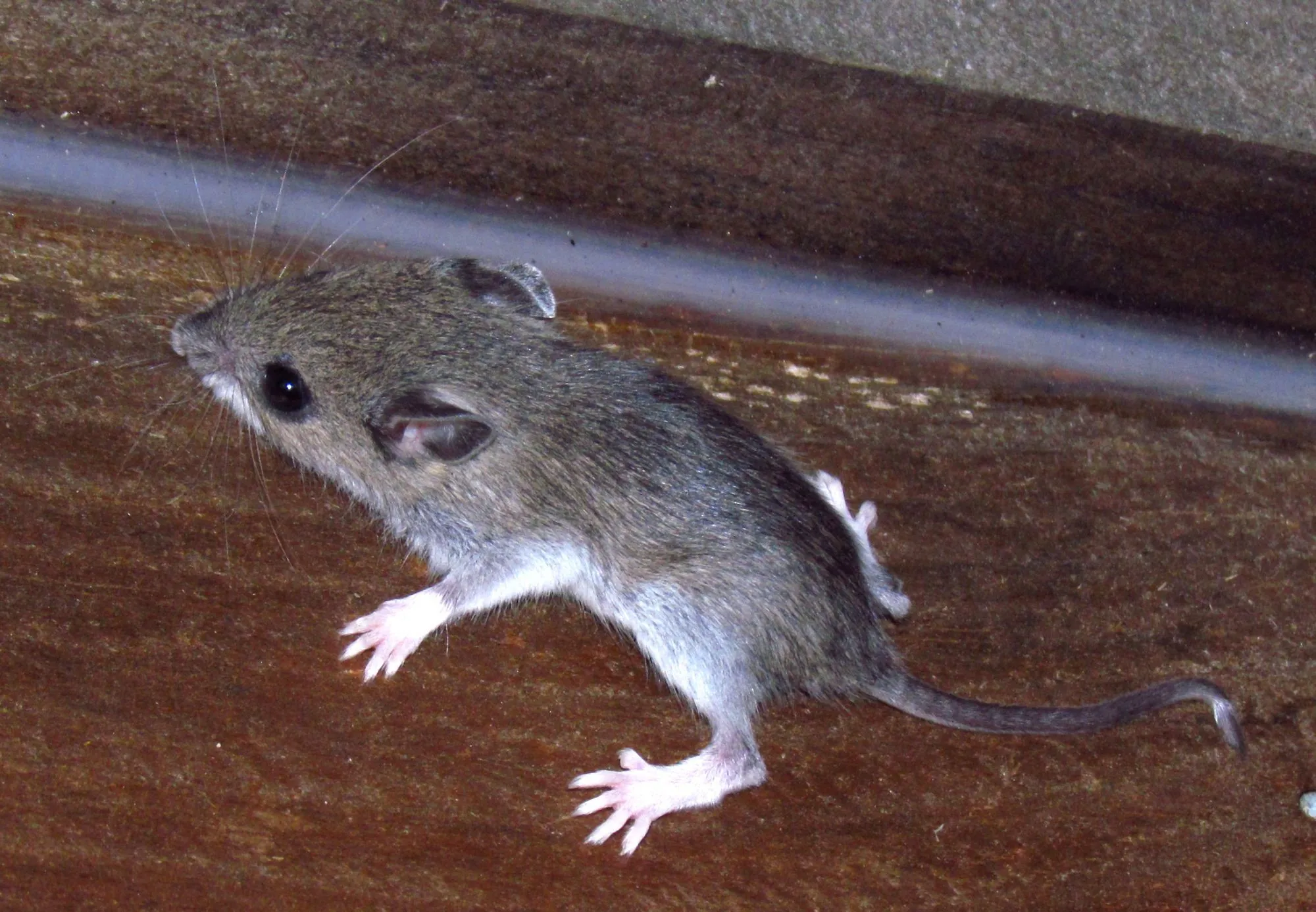 White-footed mouse facts help to learn about rodents.