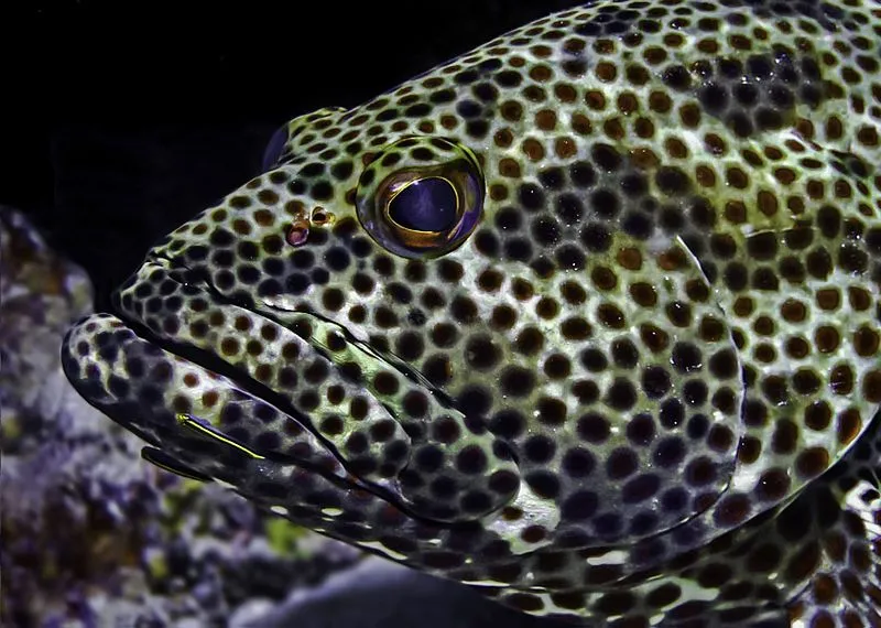 The Rock hind have red-brown spots all over their body, fins, and tail!