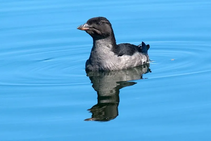 Get to know amazing information and facts about the rhinoceros auklet species.