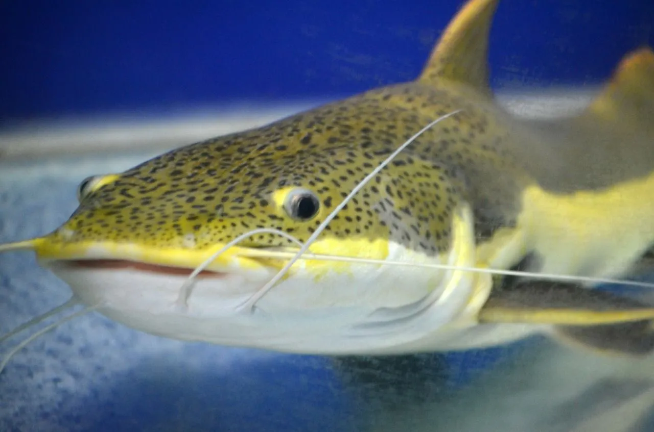 Any species of spotted catfish may have three or more tentacles or barbels on their mouths or chains.