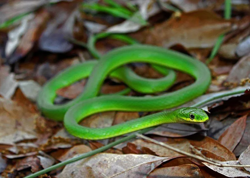 Fun Rough Green Snake Facts For Kids | Kidadl