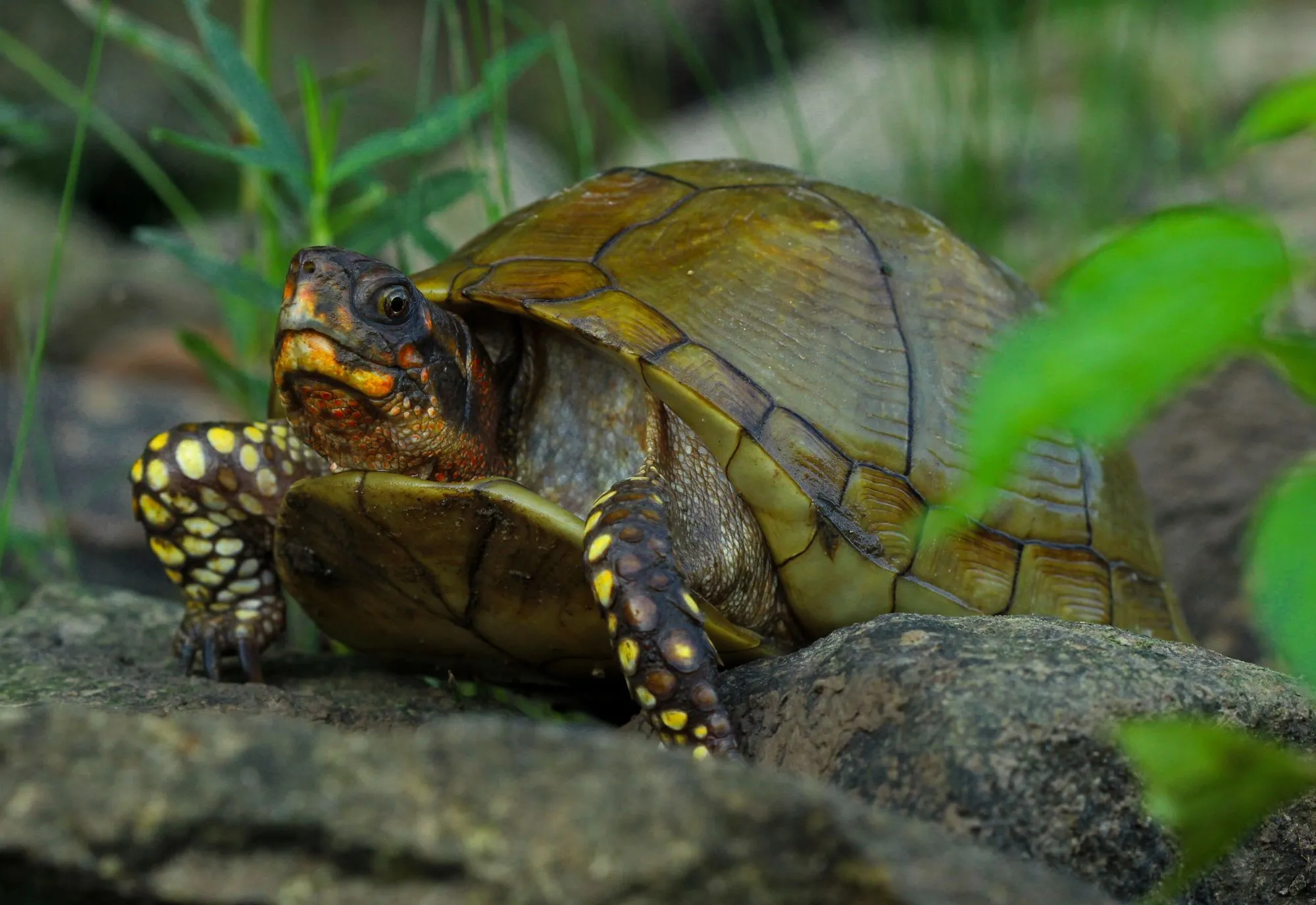 Three-toed box turtle facts are a great read for kids.