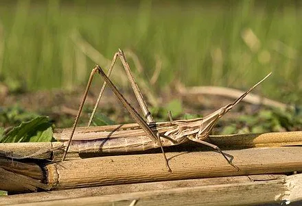 The Chinese grasshopper is an important part of our ecosystem.