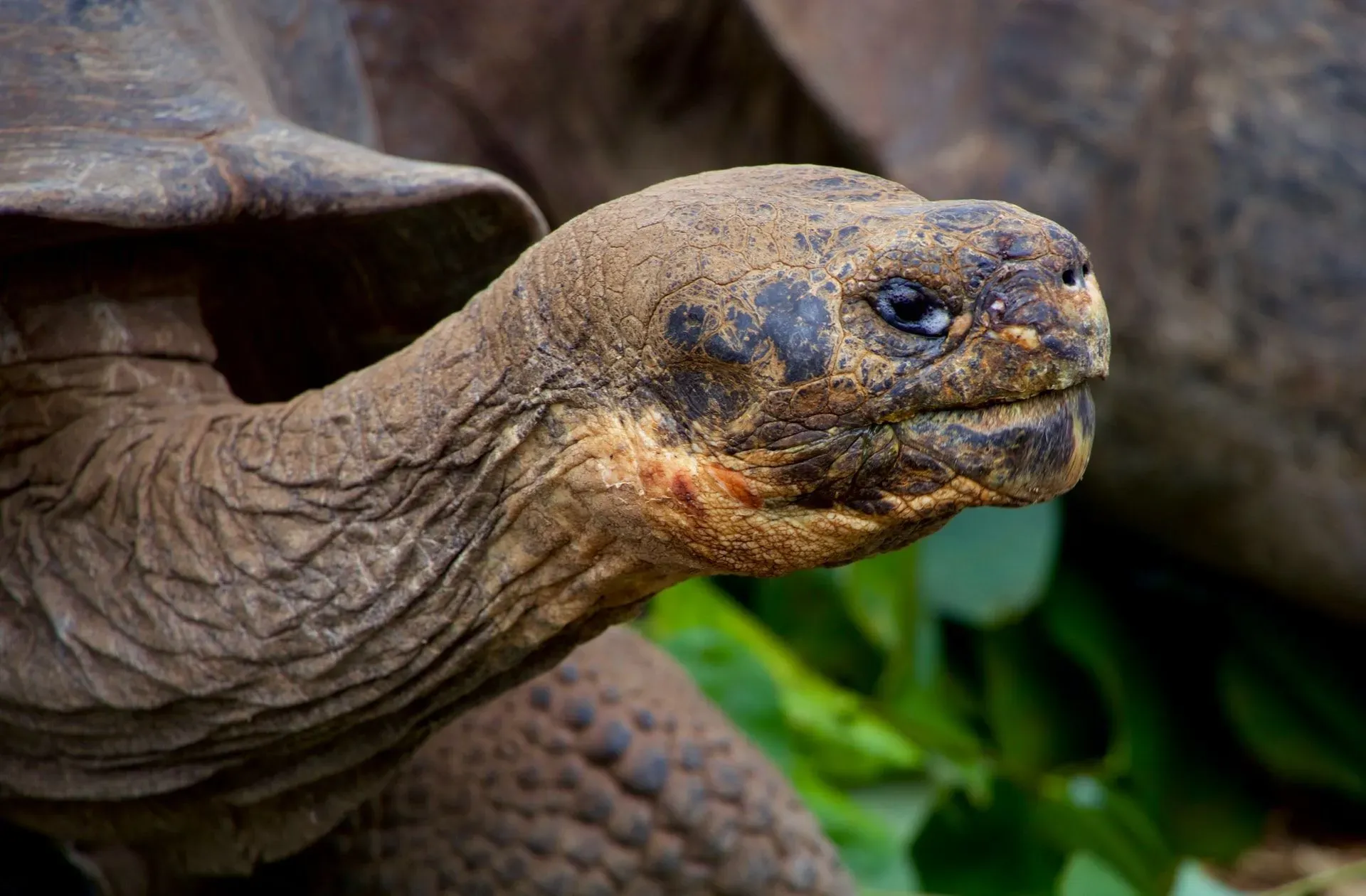 This tortoise species is native to Malaysia and other southeastern Asian countries.
