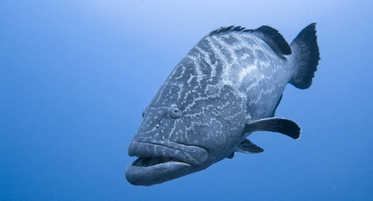 Humpback anglerfish are a mix of black and gray shades.
