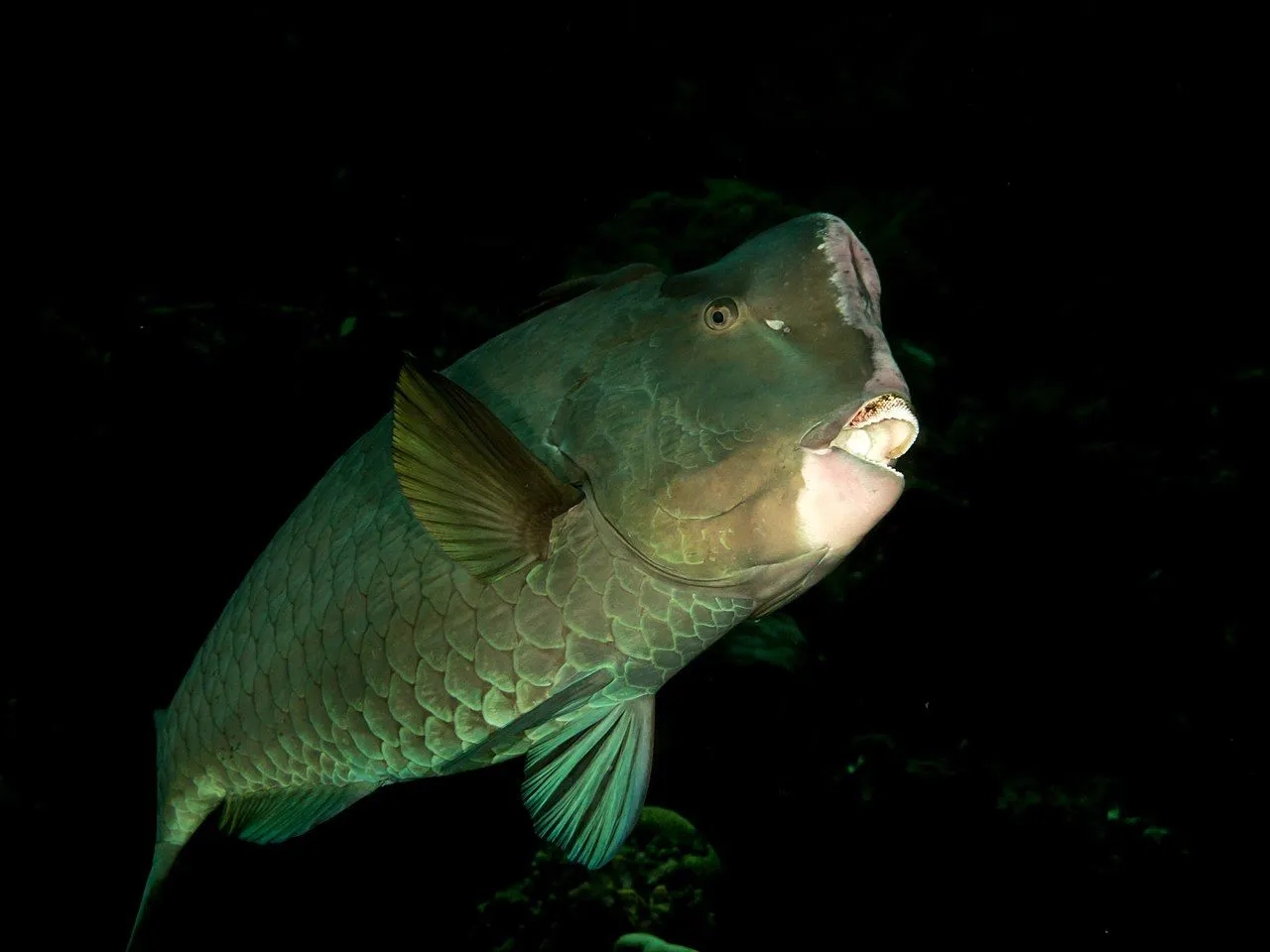 Bumphead parrotfish are the biggest species of parrotfish.