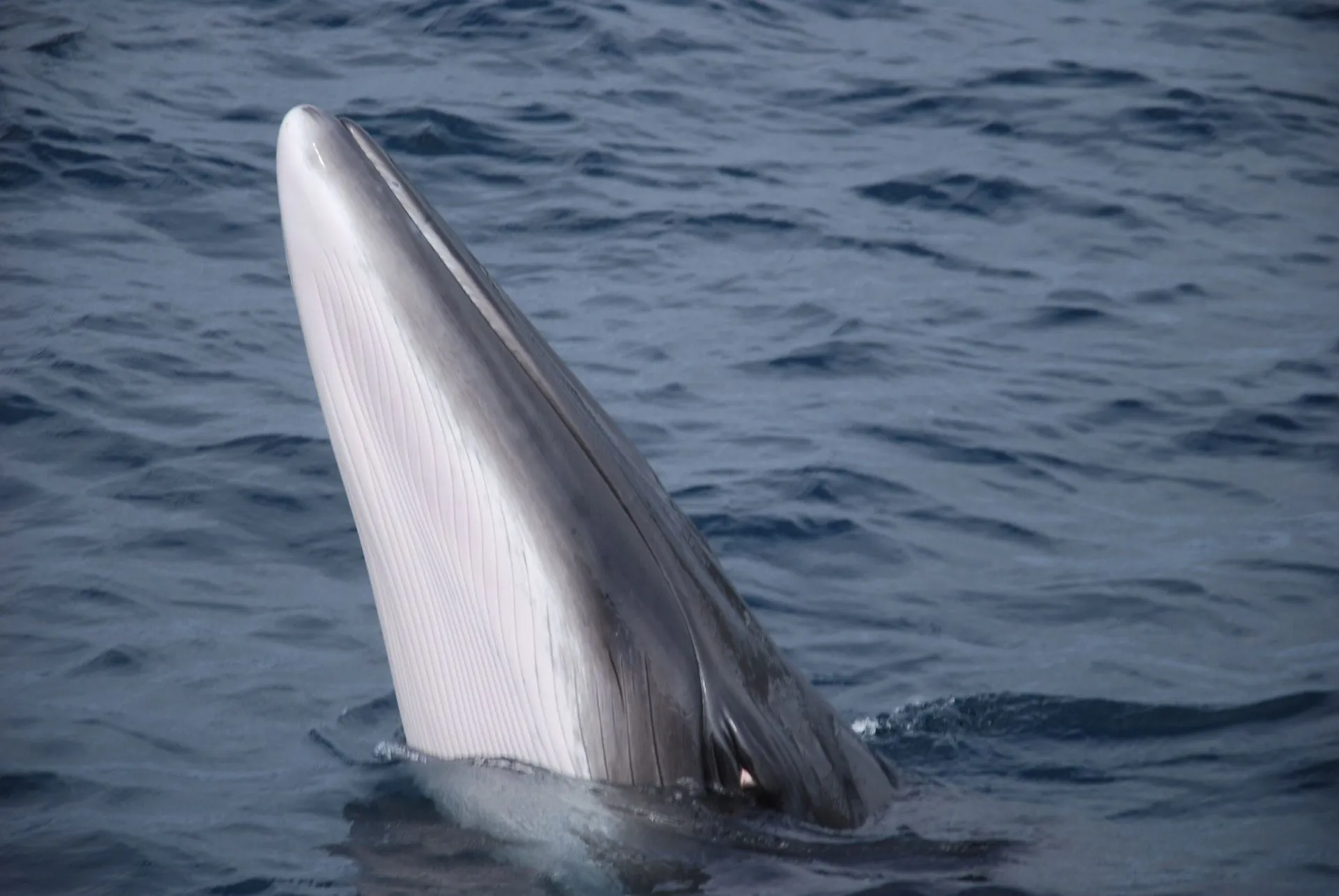 These fish species are also known as a baleen whale.