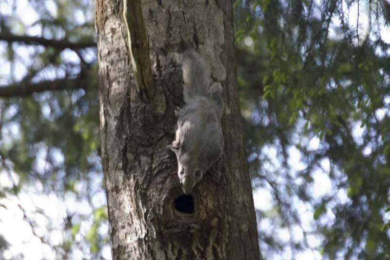 The Siberian flying squirrel has a grey back and an extended membrane connecting the limbs.