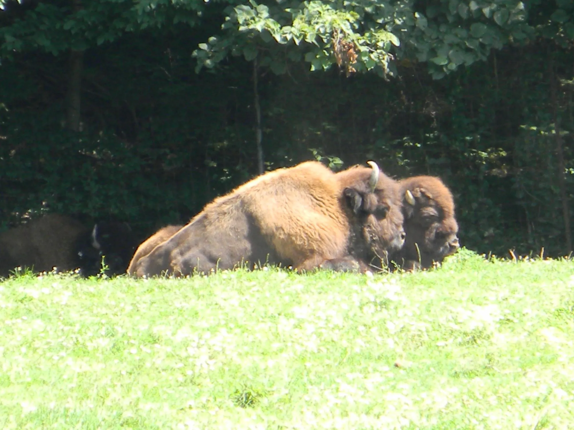 Fun Wood Bison Facts For Kids
