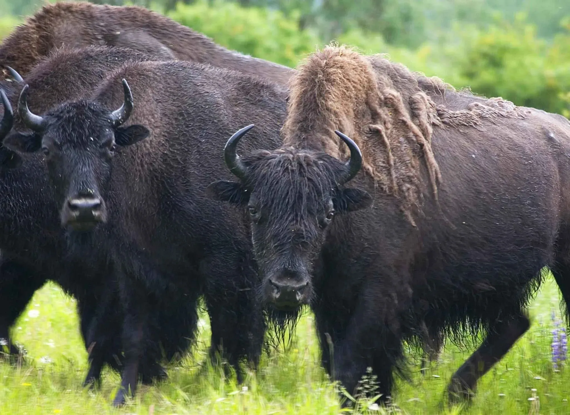 Wood bison can suffer from a disease like tuberculosis.