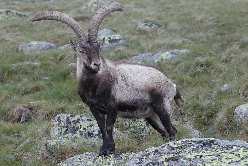 Iberian Ibexes are big-sized animals in length that live near mountainous regions.