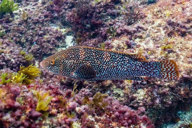 Ballan wrasse fish species has an animal print like skin color which is easily recognizable.