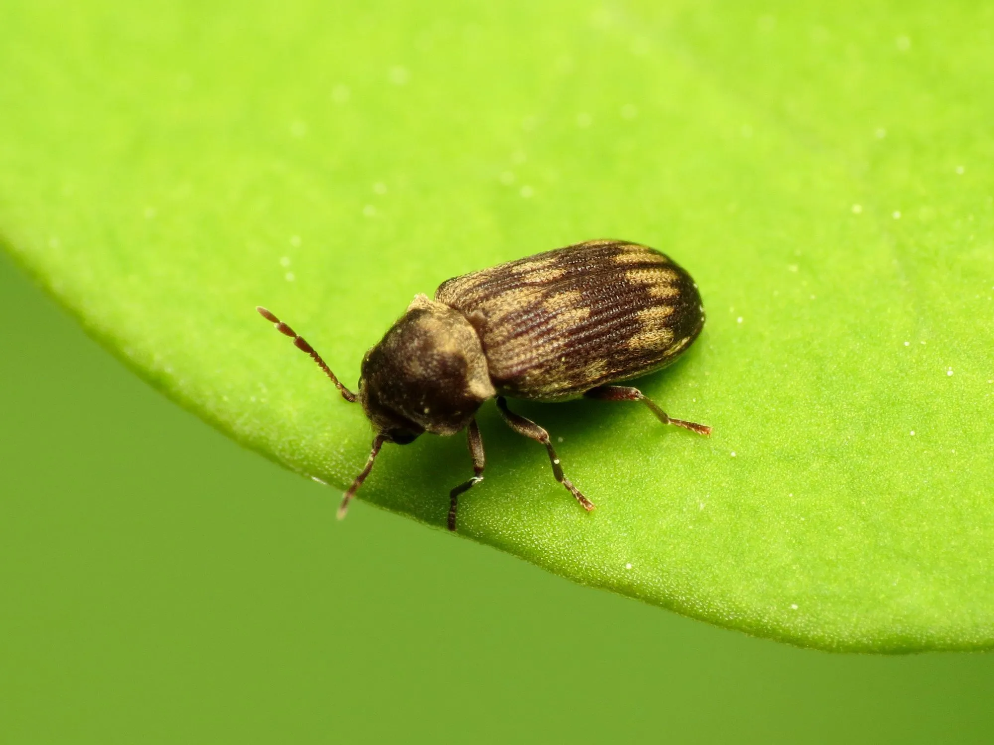 death watch beetle