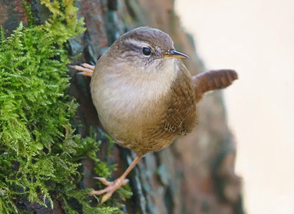 Sedge wrens are known to engage in migration.