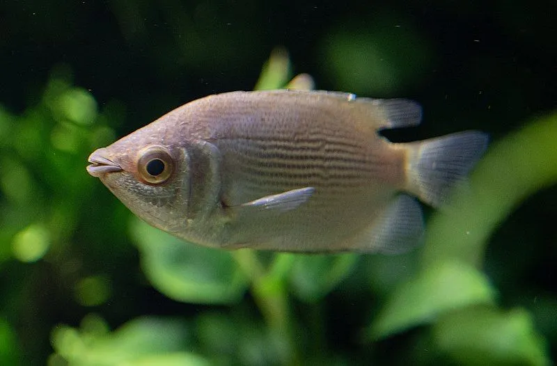 Read these kissing gourami facts that are fascinating for kids and adults alike