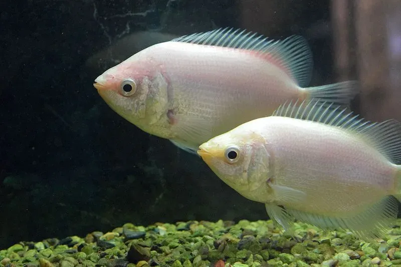 (Kissing gourami are very interesting fish that can also come in a pink morph