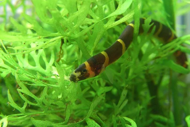 Kuhli loach facts are interesting.