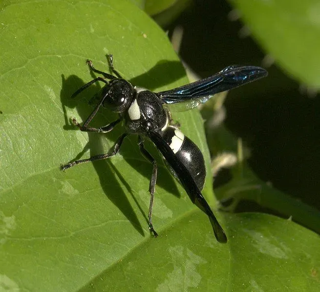 Four-toothed mason wasp facts are about their communication and eating habits.