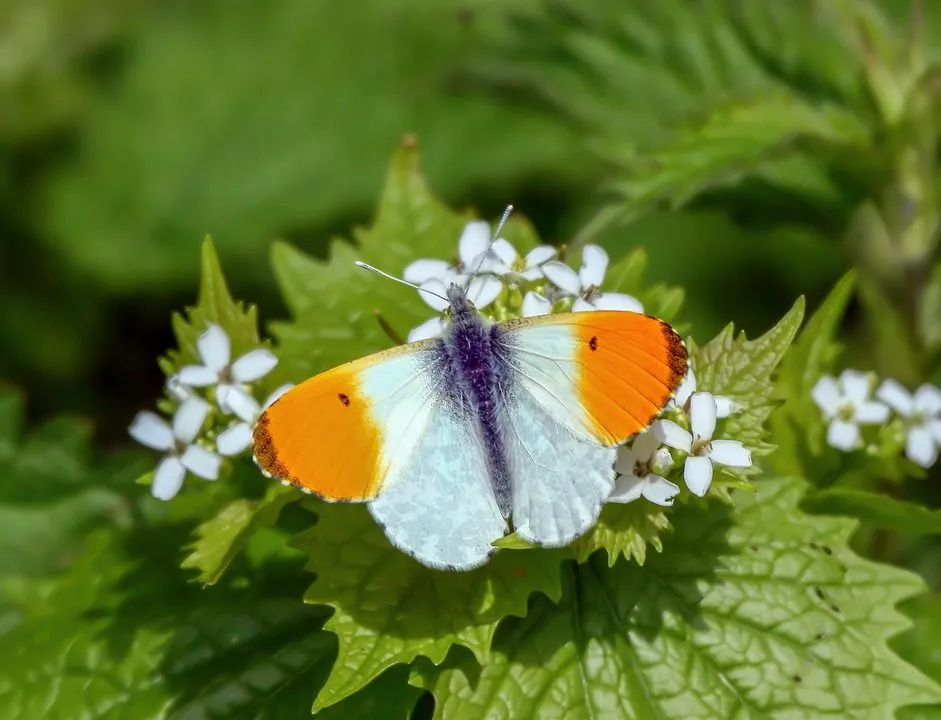The orange tip butterfly got its name from the fact that it has orange tips on both its wings.