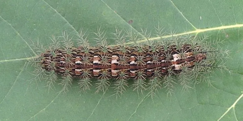 Lonomia obliqua facts help to know about deadly caterpillars.