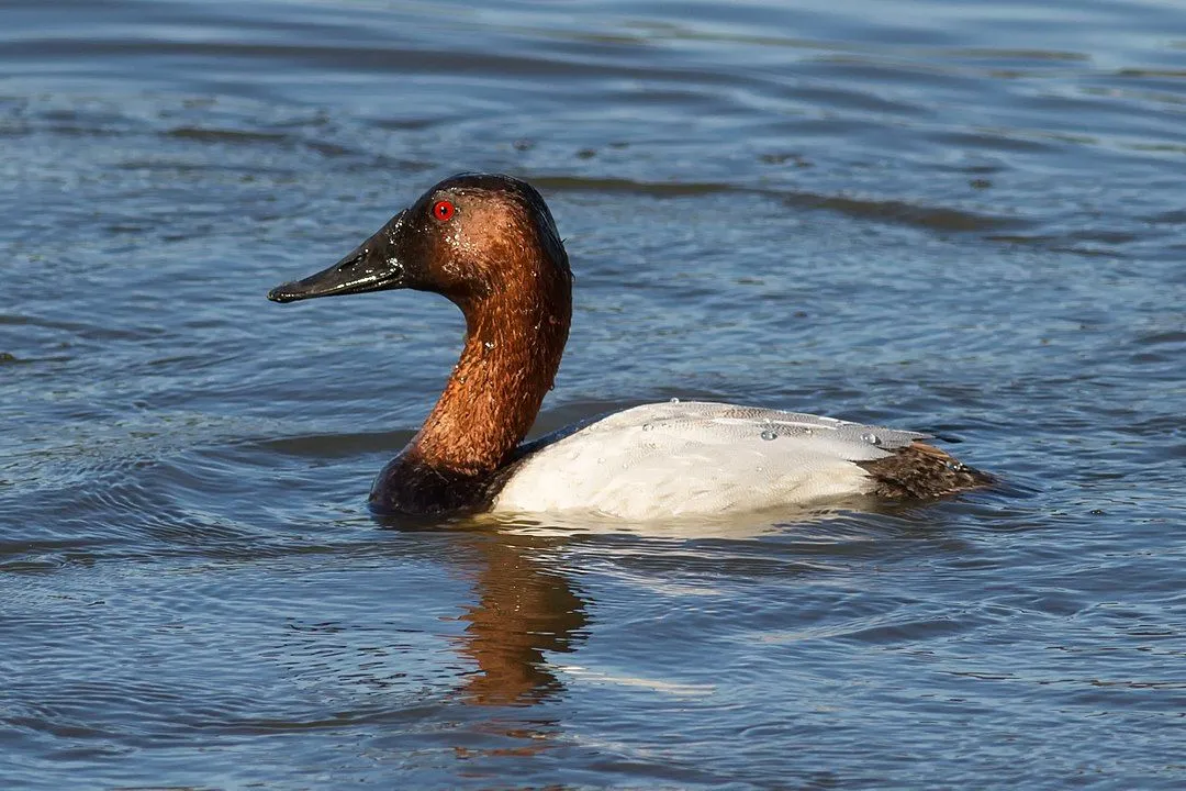 Fun Canvasback Facts For Kids