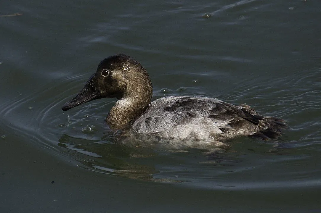 Canvasbacks facts tell us more about the striking bird.