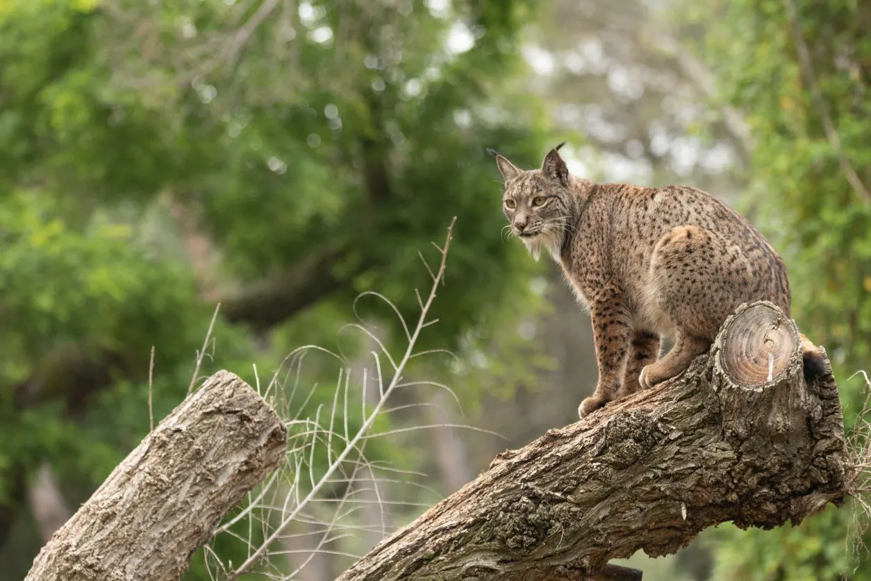 iberian lynx habitat