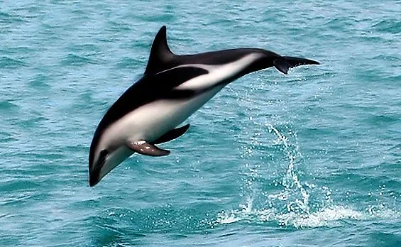 Dusky dolphin sightings can be seen in their native waters.