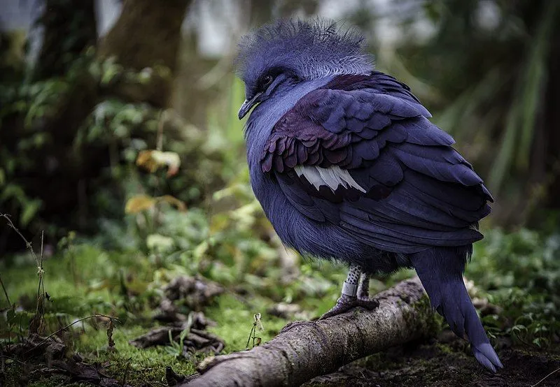 The crest and color of this bird are its distinguishing features.