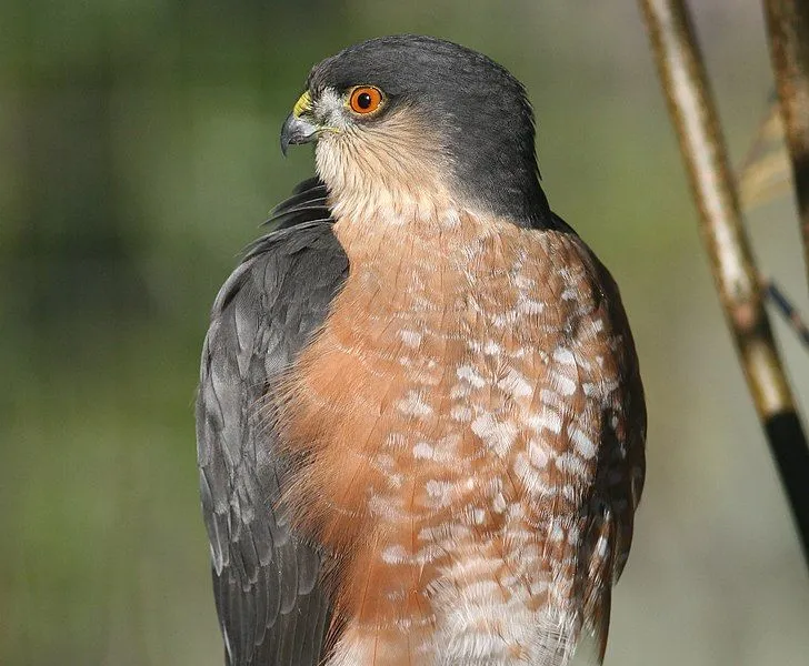 Immature sharp-shinned hawks are brown, with white underparts along with heavy vertical brown streaks.