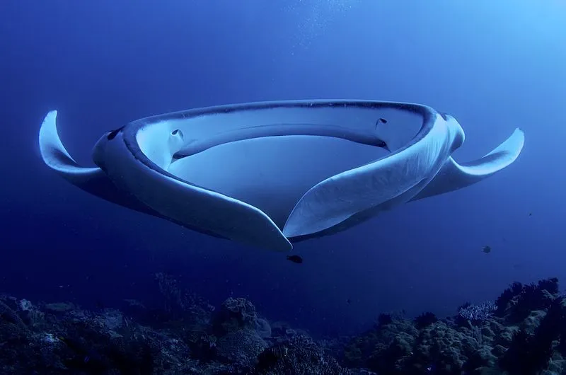 Fun Giant Manta Ray Facts For Kids