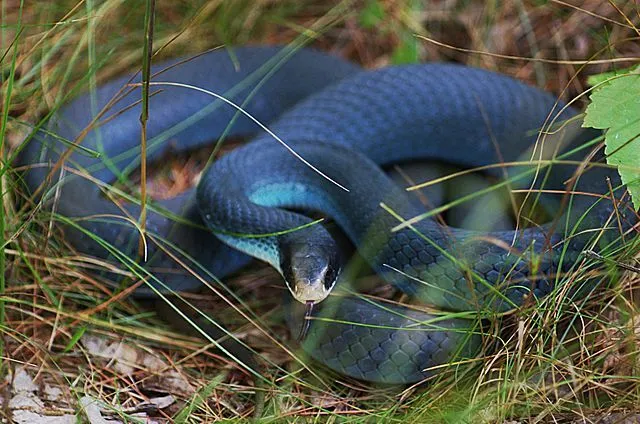 Check Out These Ssseriously Cool Blue Racer Snake Facts