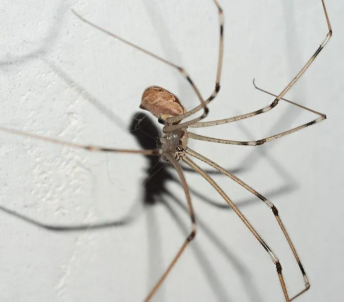 Things you didn't know about daddy long legs spiders
