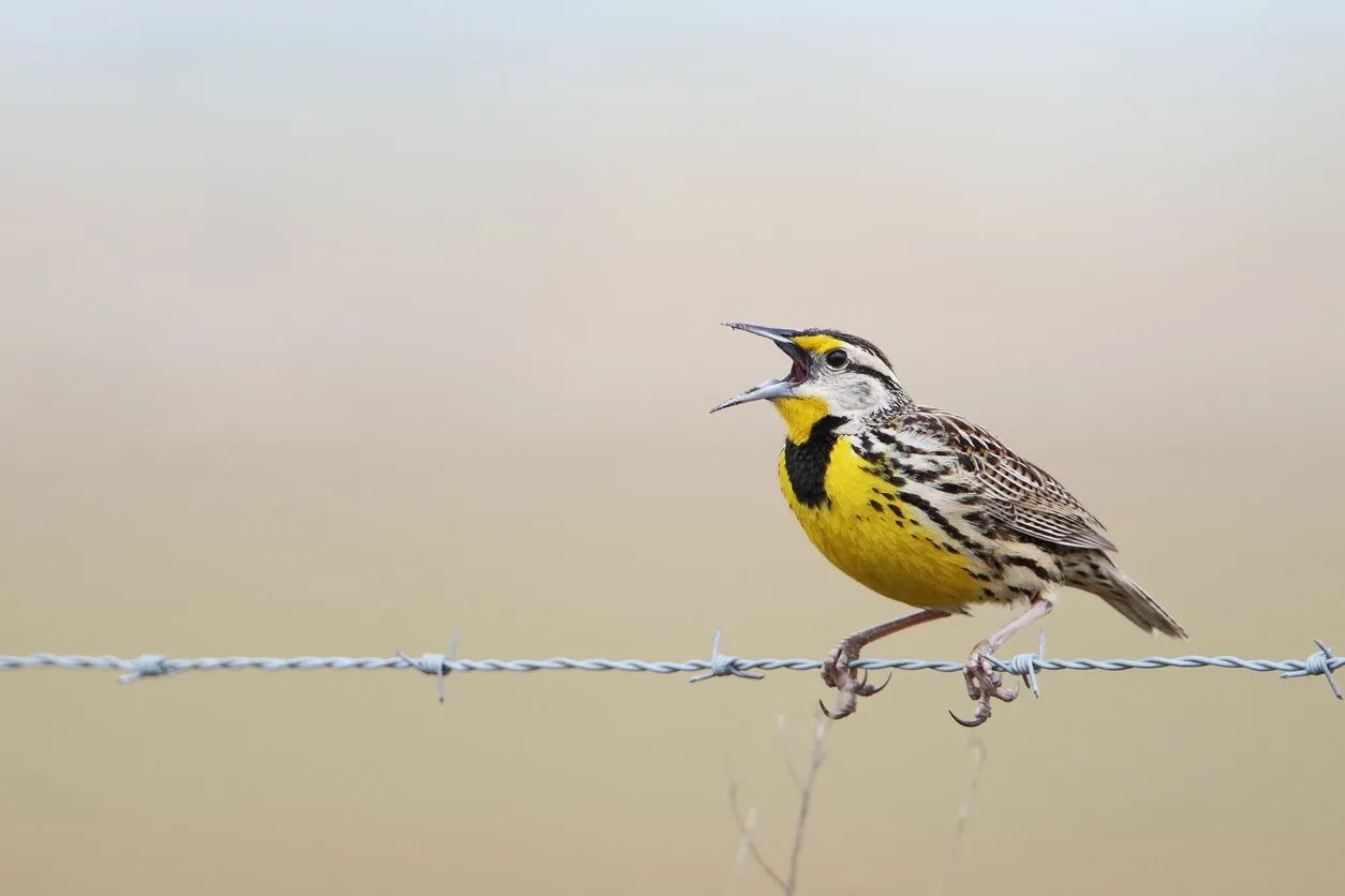 flying meadowlark