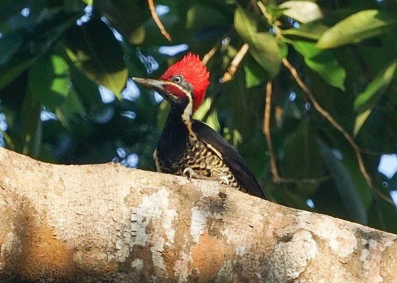 Lineated woodpeckers have been around in the world for about 25 million years.