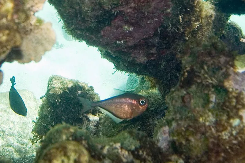 The copper sweeper, or glassy sweeper, has a body length of 6in (15cm) with large eyes and a dark band on their anal fin.