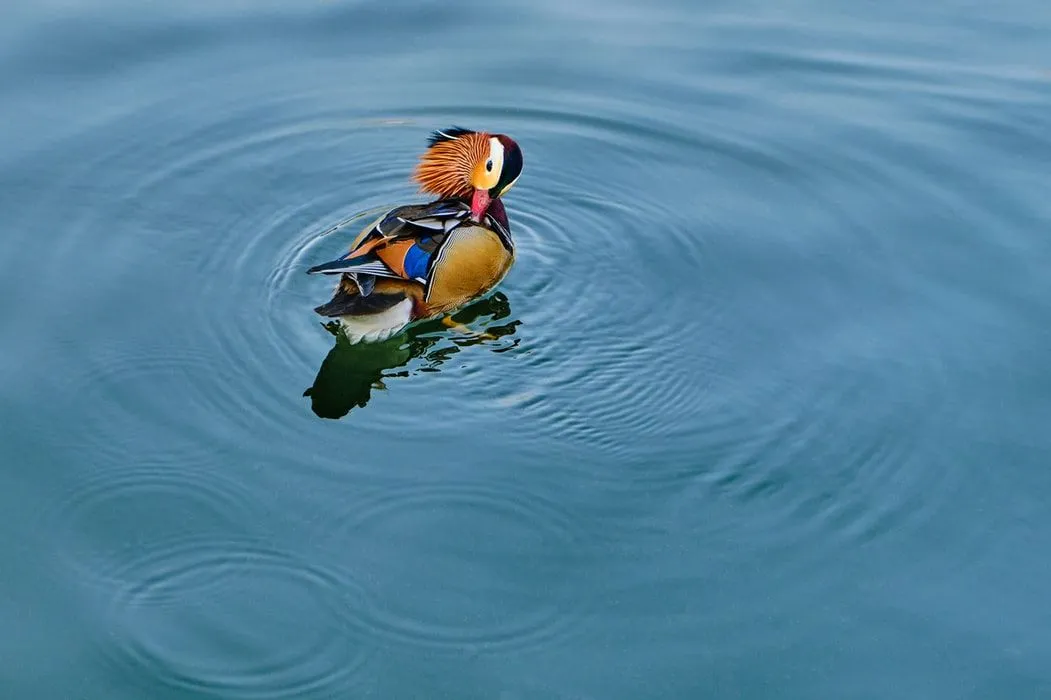 Mandarin duck recipes are well-known.