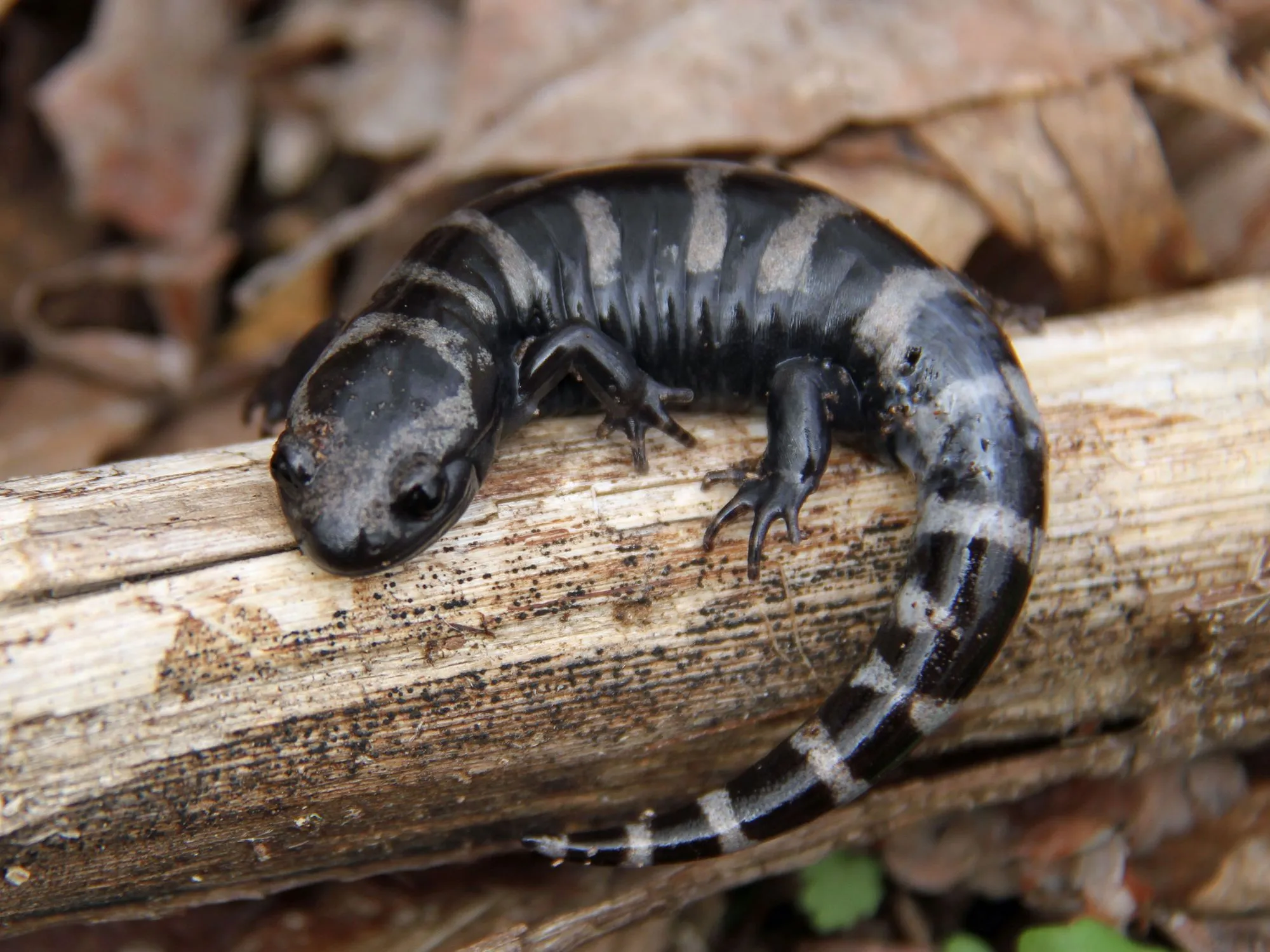 Marbled salamanders are a sexually dimorphic species.