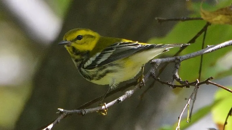 Green warblers are migratory birds.