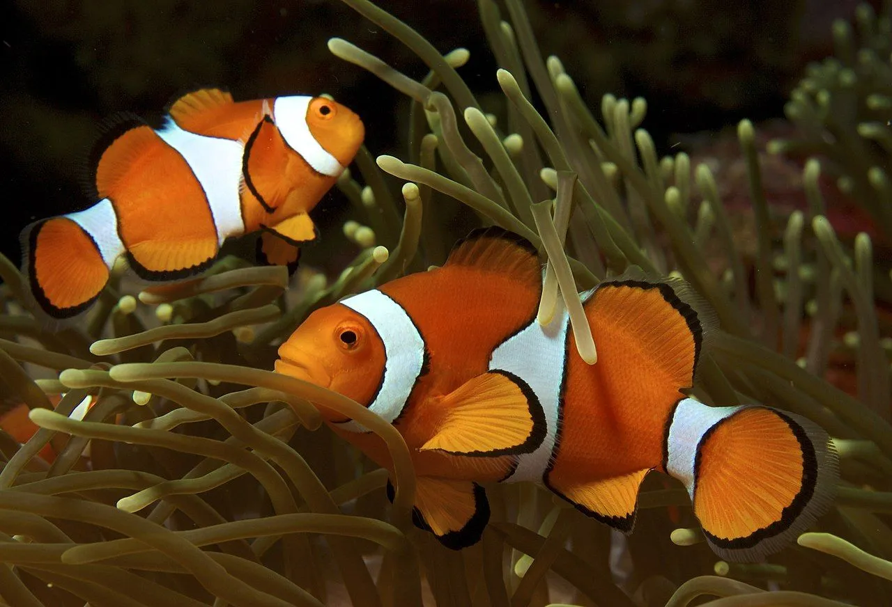The clownfish is a species of the saltwater fish well known for their beautiful colors on the body