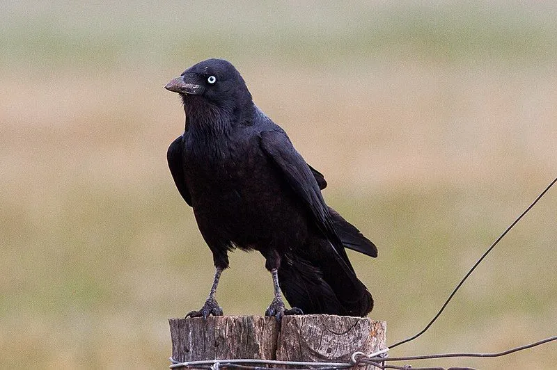 The Australian raven has a close resemblance with the Torresian crow.