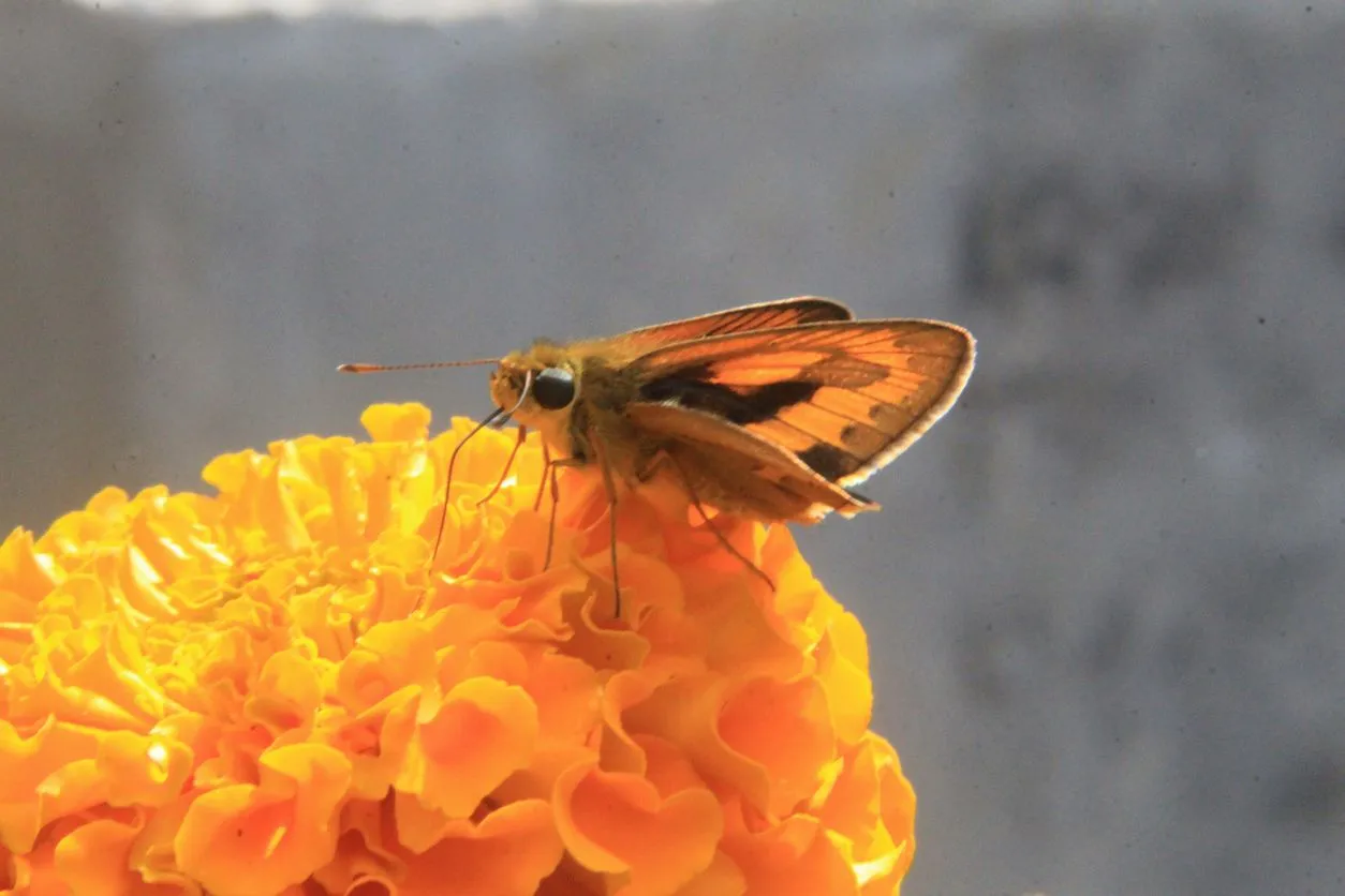 Fiery skipper facts, a flower-loving insect.