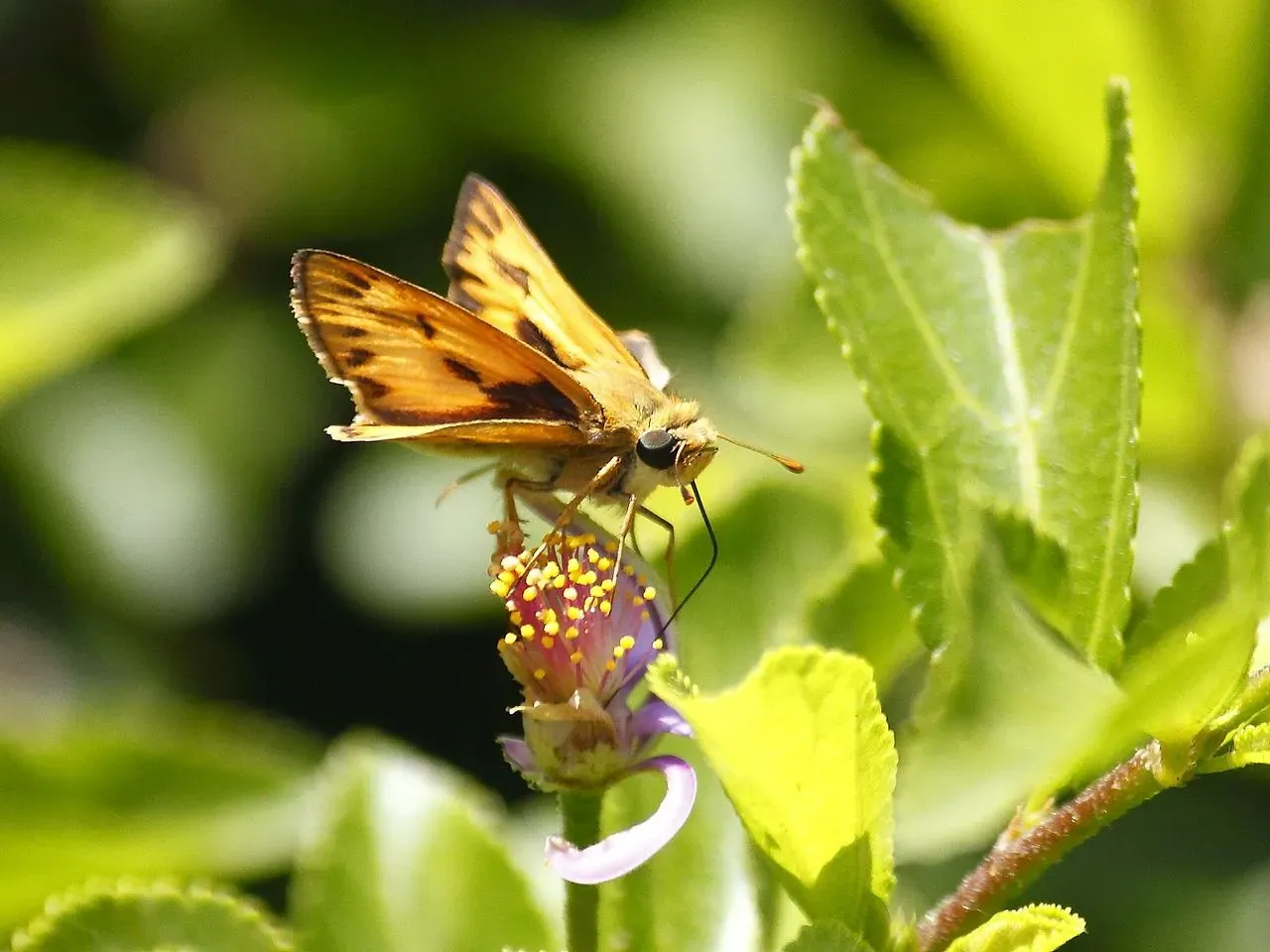 Read these fun facts about the Fiery skipper (Hylephila phyleus) in your garden.
