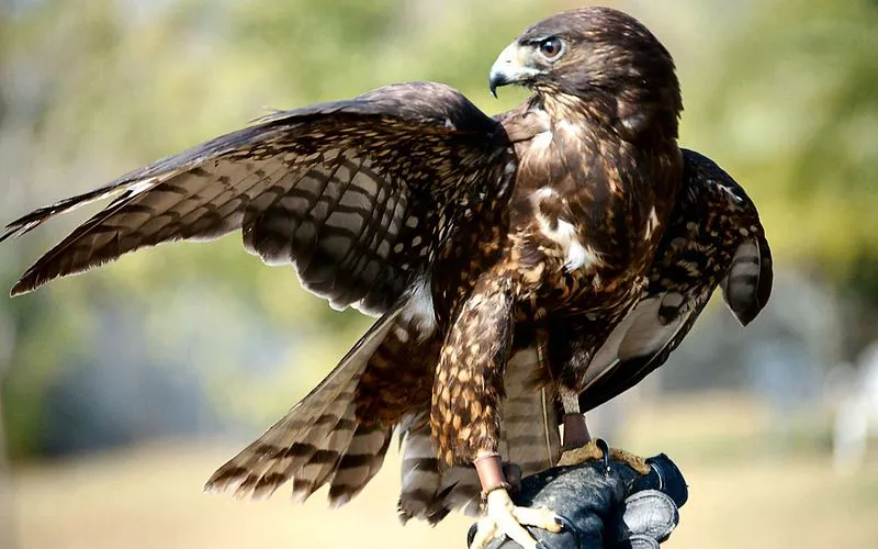 Short-tailed hawk facts to learn more about the sharp-eyed flying creature.