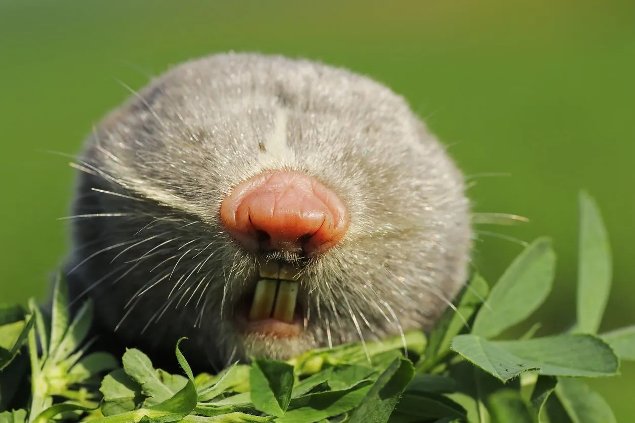 Lesser Mole-rat facts about a rat species with extremely small in size and blind.